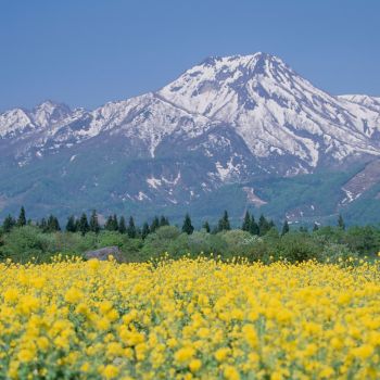 春の妙高山