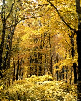 紅葉の奥清津
