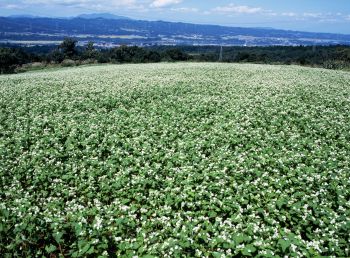 蕎麦の花の咲くころ