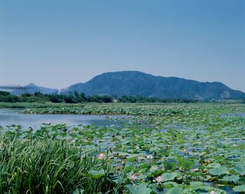 佐潟　夏