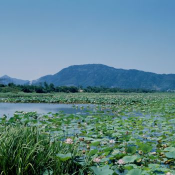 佐潟　夏