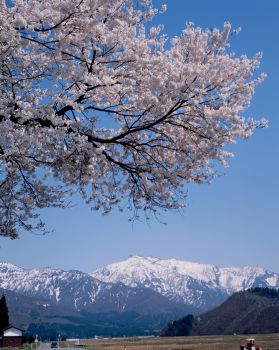 巻機山　春