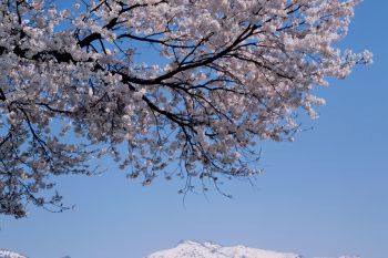 巻機山　春