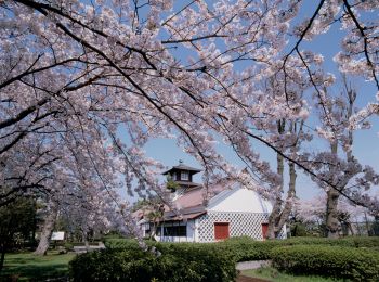 旧税関の桜