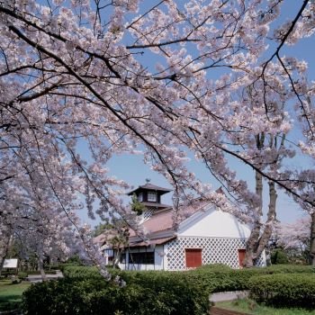 旧税関の桜