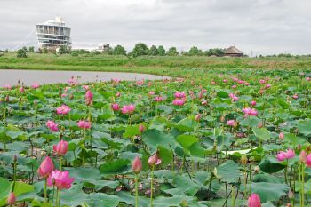 初夏の福島潟