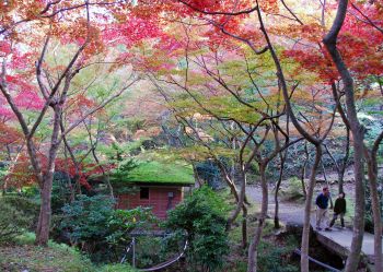 もみじ色づく弥彦公園