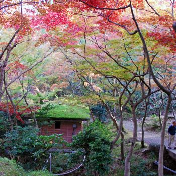 もみじ色づく弥彦公園