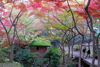 もみじ色づく弥彦公園