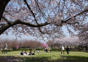 桜の木の下で