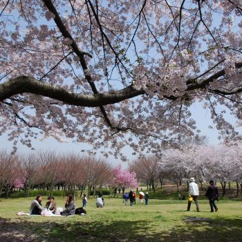 桜の木の下で
