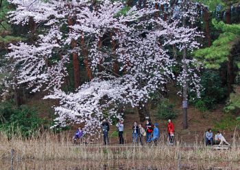 湖辺の桜を楽しむ人々