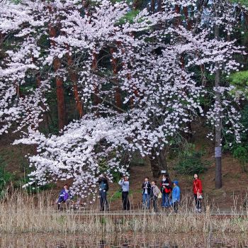 湖辺の桜を楽しむ人々
