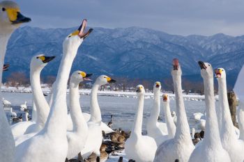 瓢湖の白鳥