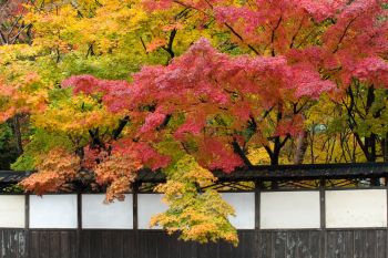 中野邸の紅葉