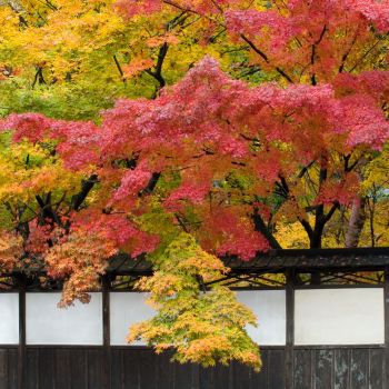 中野邸の紅葉