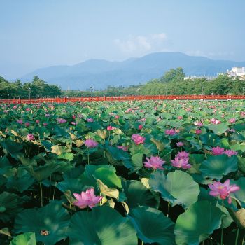 はすの花さかり