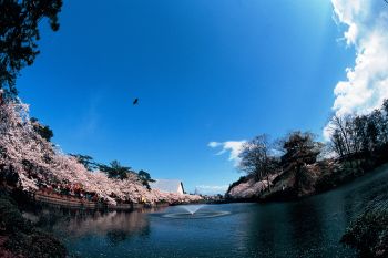 桜日より