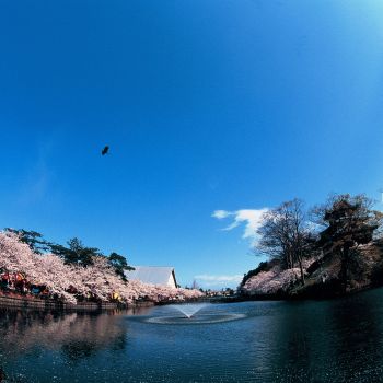 桜日より