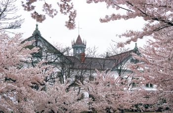 県政記念館と桜