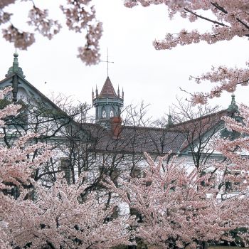県政記念館と桜