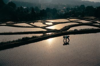 夕日に映えて