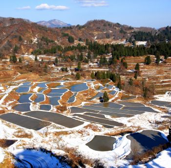 棚田初雪