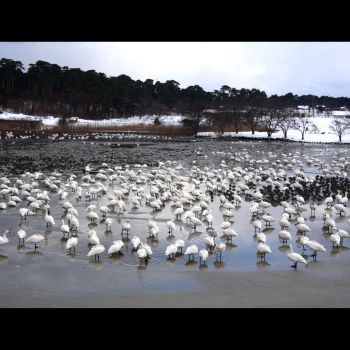 冬の大池