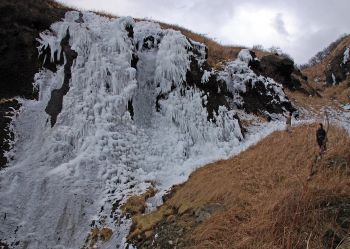 冬に咲く氷柱花