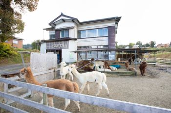 アルパカ牧場（種苧原）