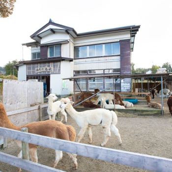 アルパカ牧場（種苧原）