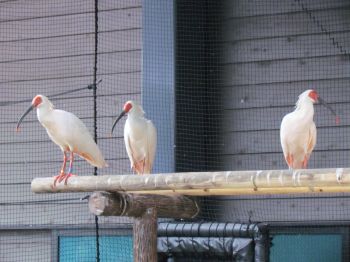 トキと自然の学習館「トキみ～て」