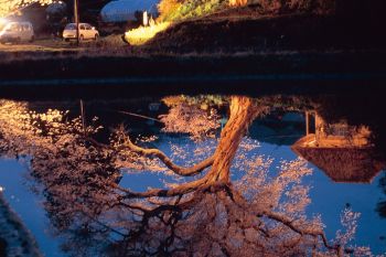 黄金色に映えて