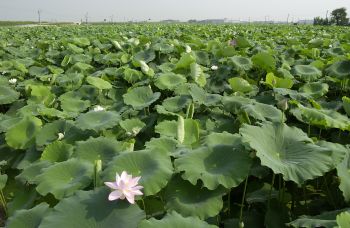 中之島地域のれんこん田に咲く花