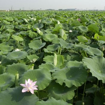 中之島地域のれんこん田に咲く花