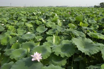 中之島地域のれんこん田に咲く花