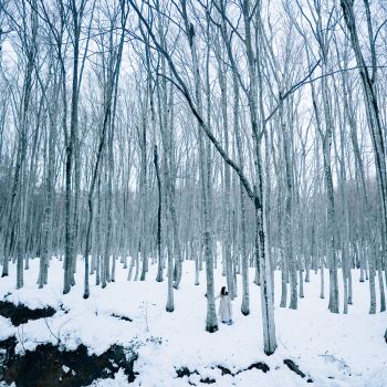 冬の美人林