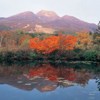 紅葉のいもり池