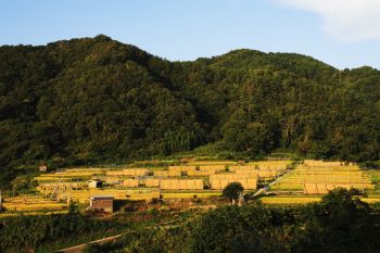 岩船コシヒカリの収穫