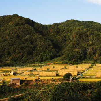 岩船コシヒカリの収穫