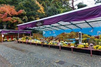 弥彦神社