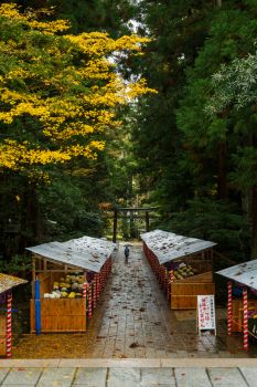 弥彦神社