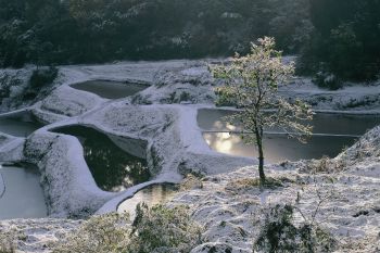 初雪の朝