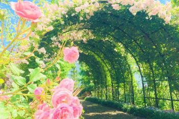 みつけイングリッシュガーデン