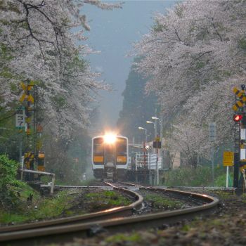 雨の朝