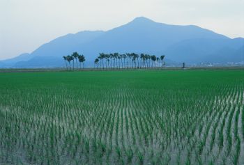 ハサ木の田園