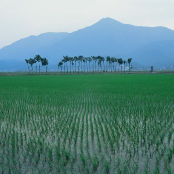ハサ木の田園