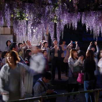 宵花