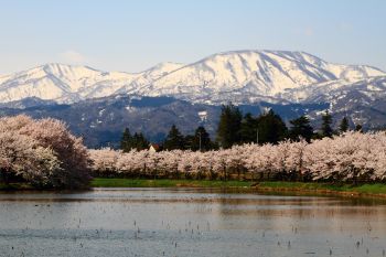 残雪の妙高山と桜