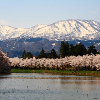 残雪の妙高山と桜
